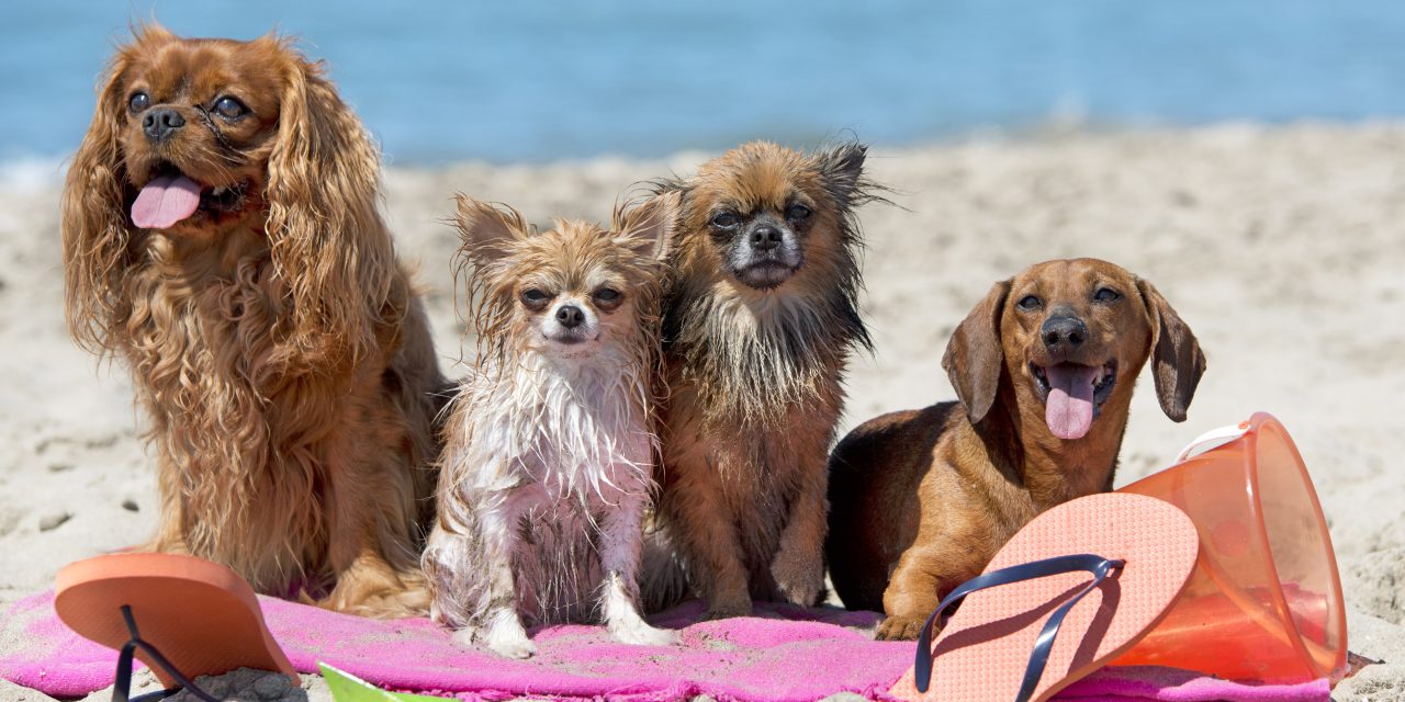 Cuidado Postvacacional para Mascotas: Manteniendo a tu Compañero Peludo Radiante después de las Aventuras de Verano