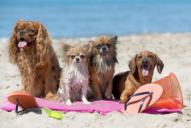 Cuidado Postvacacional para Mascotas: Manteniendo a tu Compañero Peludo Radiante después de las Aventuras de Verano